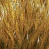 Fly fishing plumes jmc cou indien top grade jmc