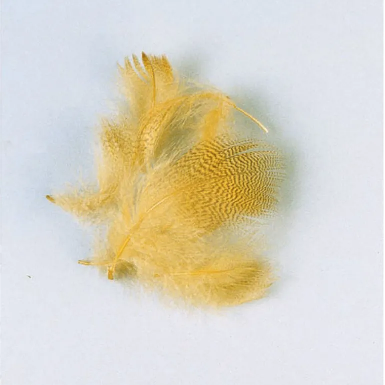 Fly tying plume flanc de canard été jmc